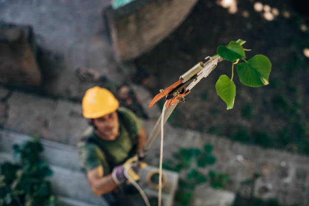 How Our Tree Care Process Works  in Chatfield, MN